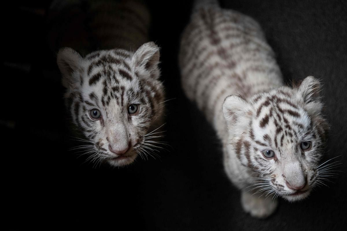 Two of the three newborn white Bengal tiger cubs in Yunnan Wildlife Zoo in Kunming, Southern China on October 12, 2018. AFP