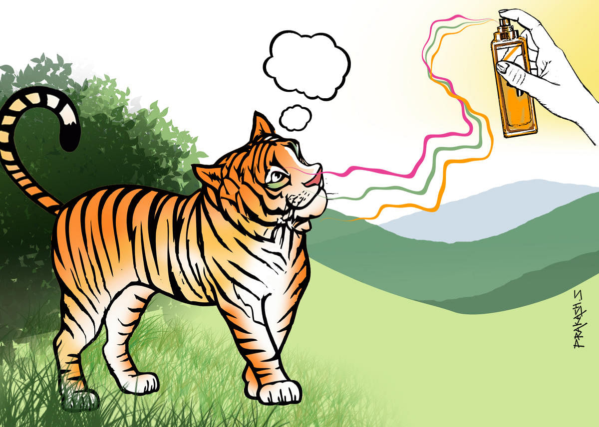 Tigress illustration