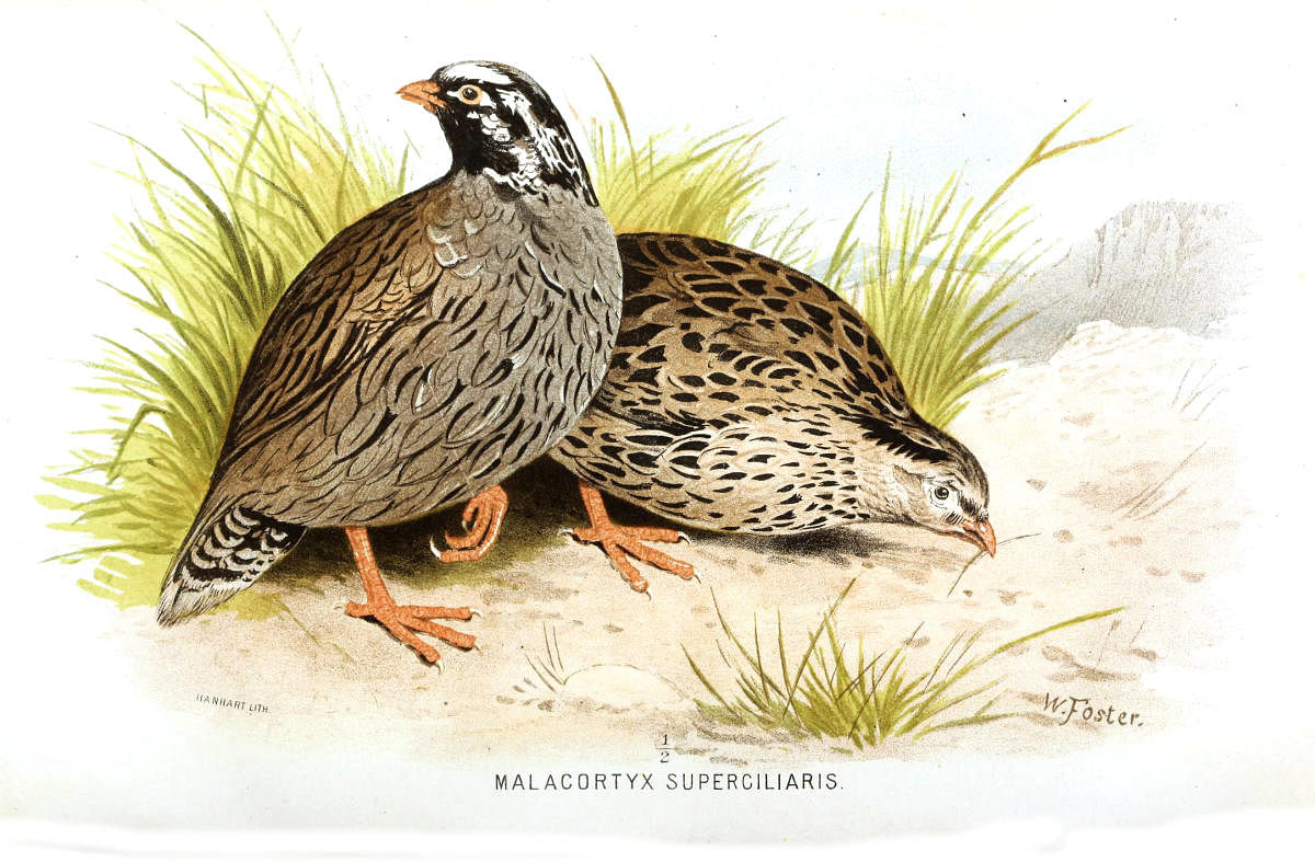 Illustration of Himalayan quail.Wikimedia commons