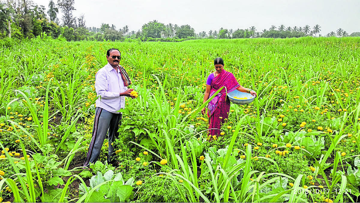 Meenakshi and Dhareppa Kittur in their farm.