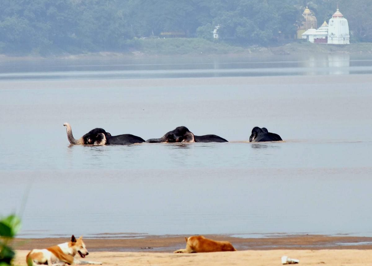 A herd of elephants cross Mahanadi river near Naraj, in Cuttack, on October 15, 2018. The elephants were rescued by forest department officials after they were caught in the river current. PTI