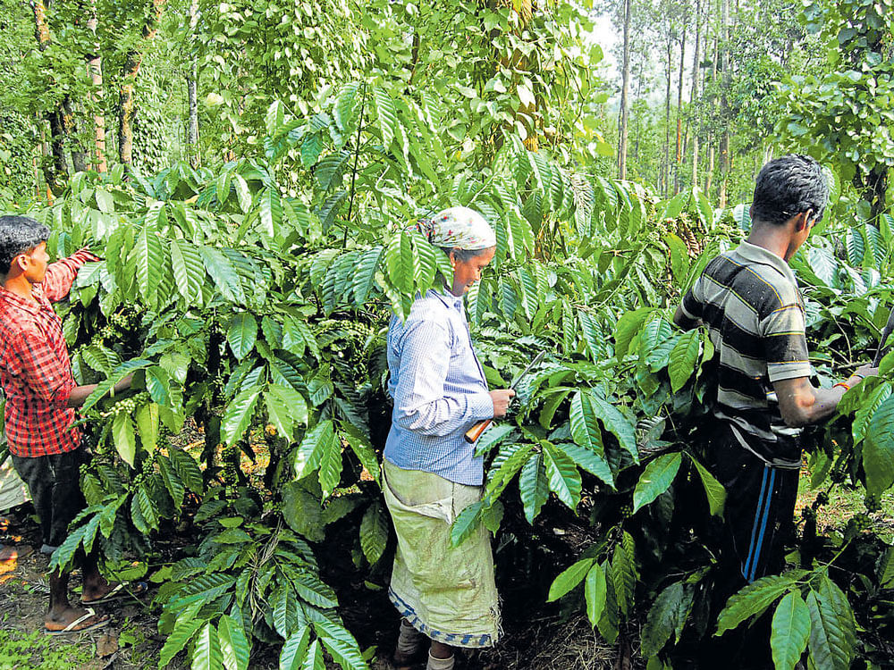 The coffee industry in Kodagu has been severely affected as more than 4,000 acres of coffee crops have been lost due to the natural calamity in the district. File photo
