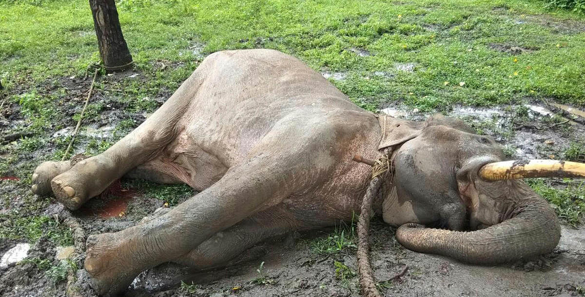 The body of the pachyderm which died at Mattigodu elephant camp.