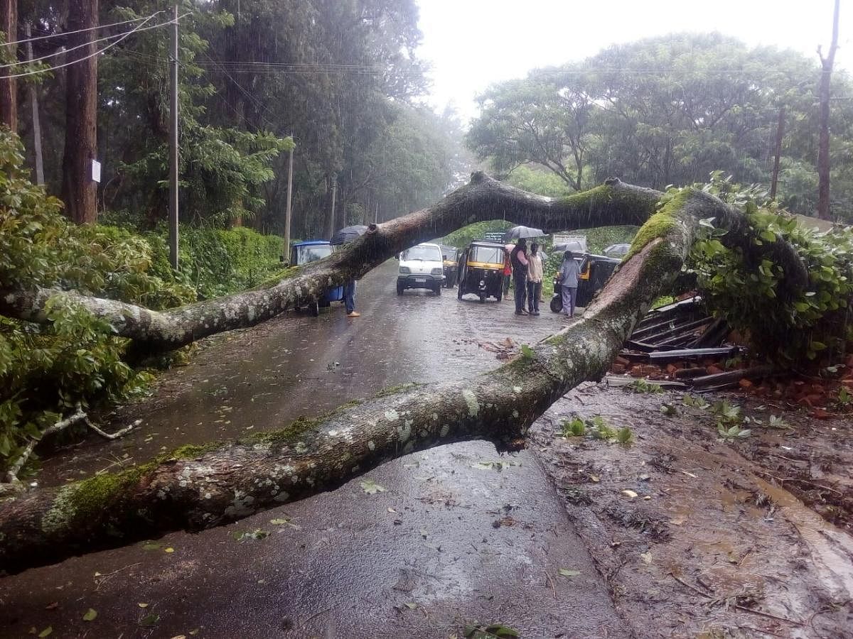 A tree has fallen on Kandakere bus stand on Chettalli-Suntikoppa Road.