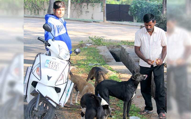 People feeding stray dogs often face hostility from neighbours. (Pic for representation only)