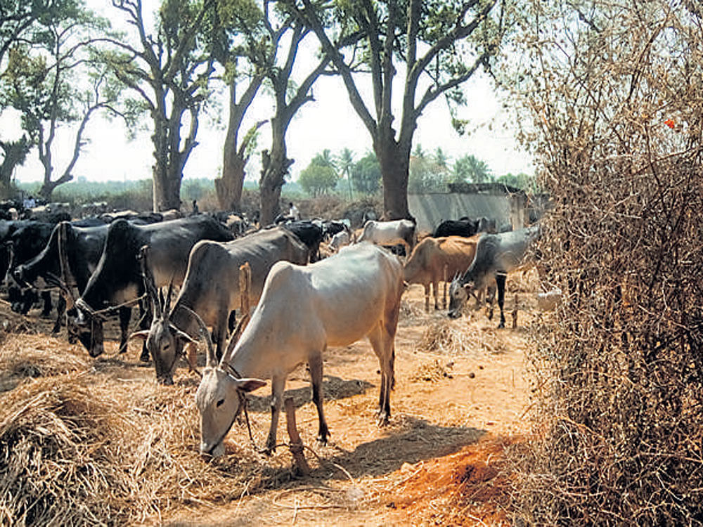 The Karnataka High Court on Monday issued a notice to the state government, the Director General and Inspector General of Police and the Commissioner of Police while hearing a petition seeking directions to the police to prevent illegal trading and slaughtering of cattle during the Bakrid festival. File Photo for representation purpose 