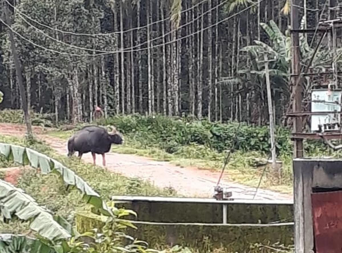The bison spotted in Lokavalli on Wednesday.