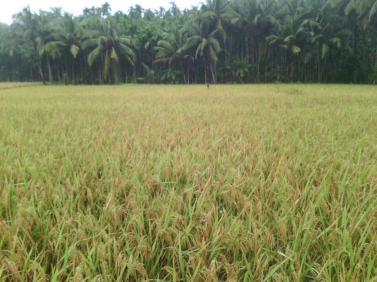 Paddy crop ready for harvest at a field in Puttur in Dakshina Kannada.
