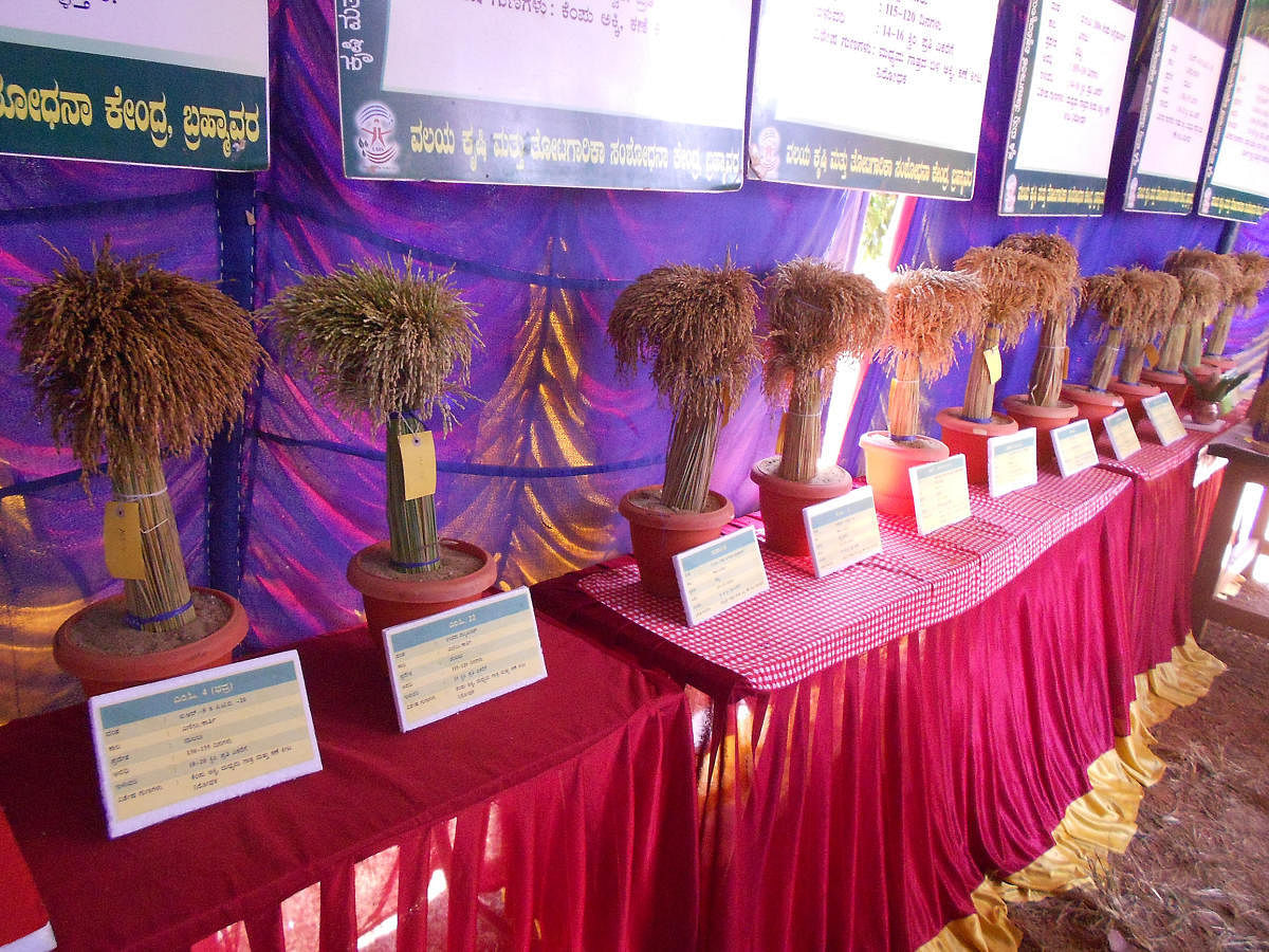 Varieties of paddy displayed at Krishi Mela at Brahmavar on Saturday.