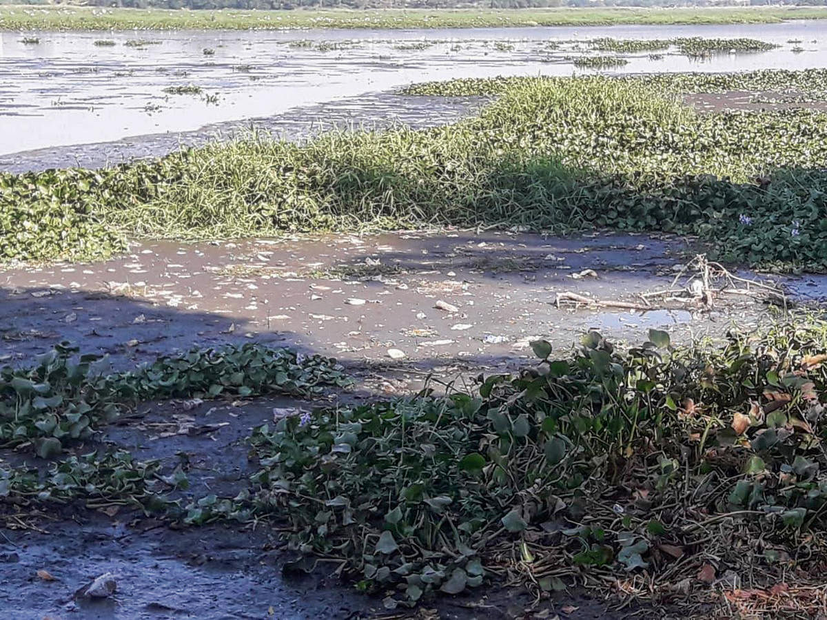 The residents pointed out that the black effluents floating on the Bellandur lake on Sunday could be raw sewage or industrial effluents. DH Photo