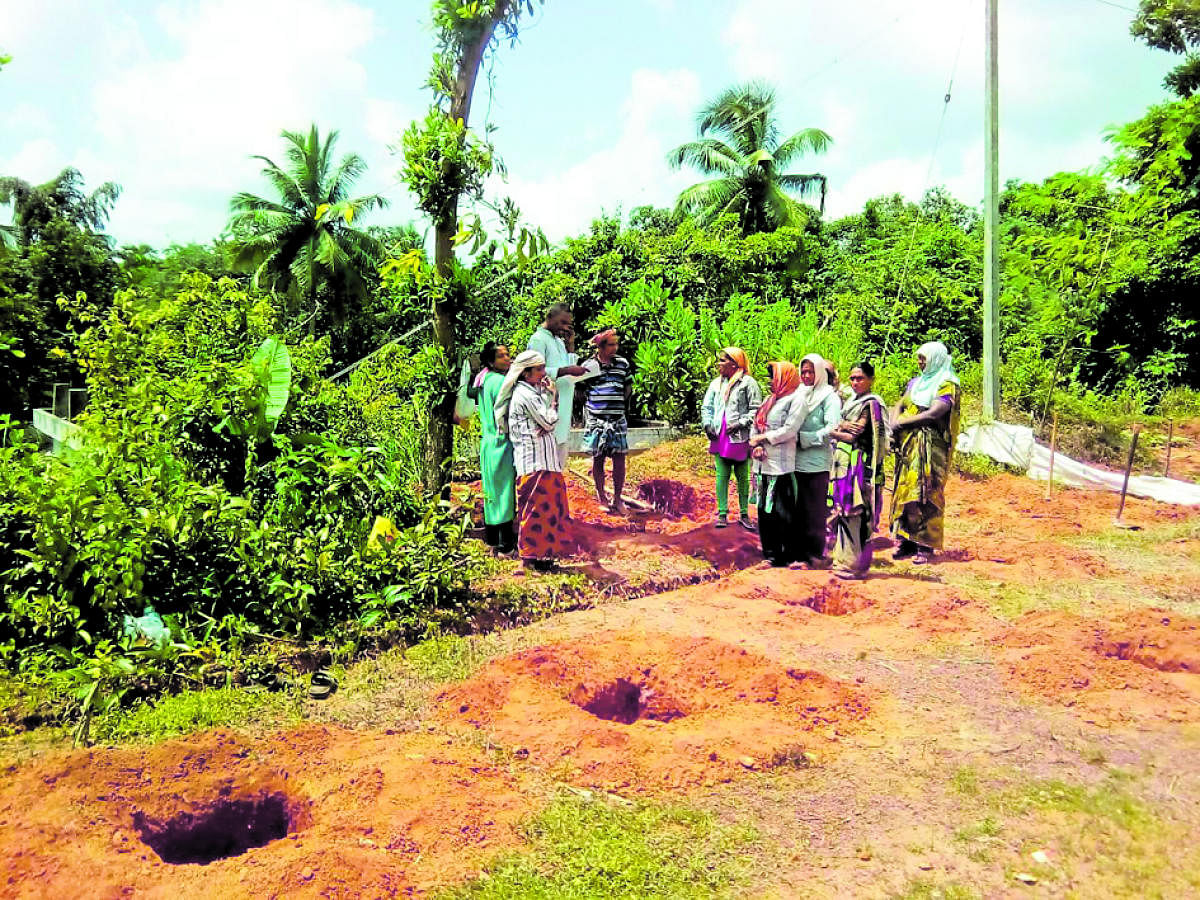 Pits dug up by women labourers for planting saplings for Akshara Kaithota at Government Government Higher Primary School at Kadumata in Kolnadu.