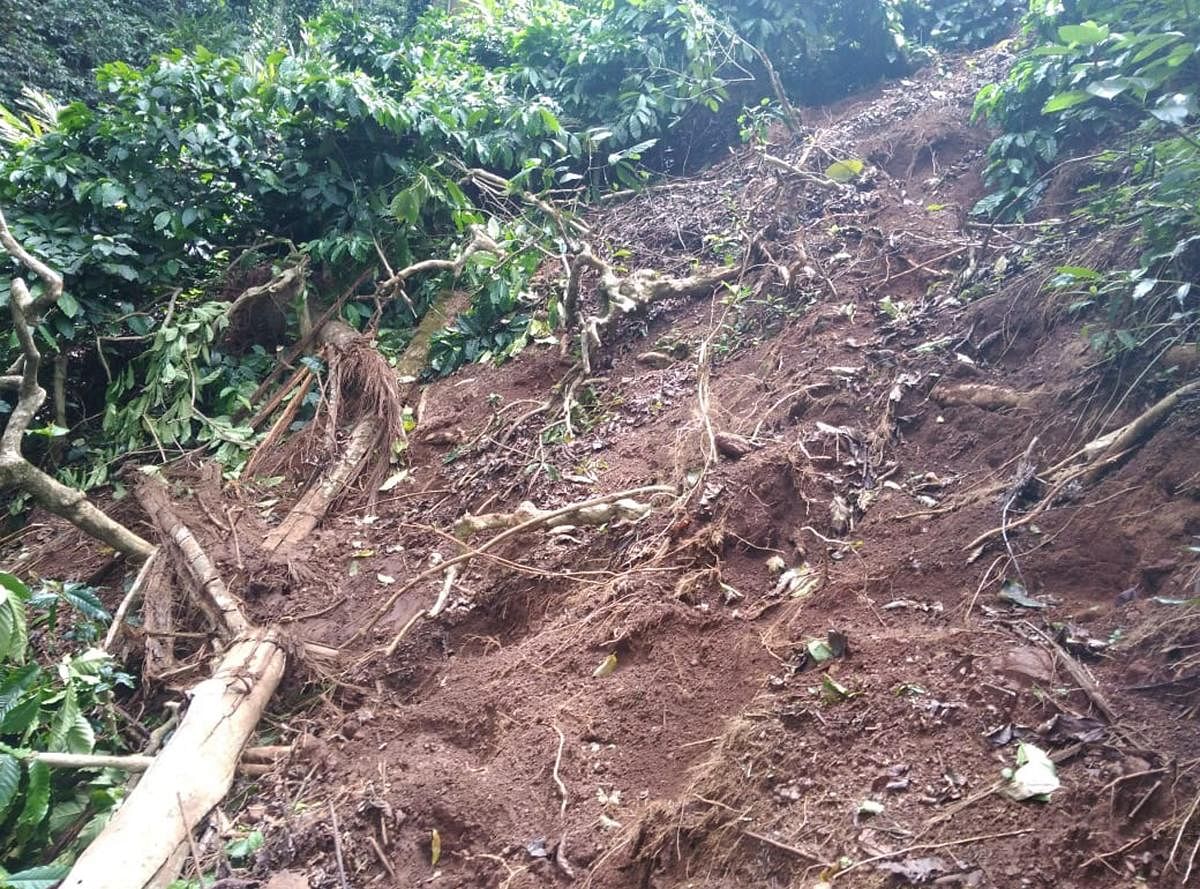 Coffee plants damaged by elephants at Moolarahalli in Mudigere taluk.