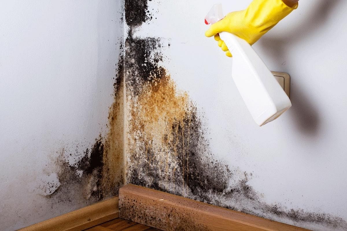 Mould produces allergens and irritants. Inhaling or touching it may therefore cause allergic reaction, such as sneezing, runny nose, asthma attacks, red eyes and rashes.