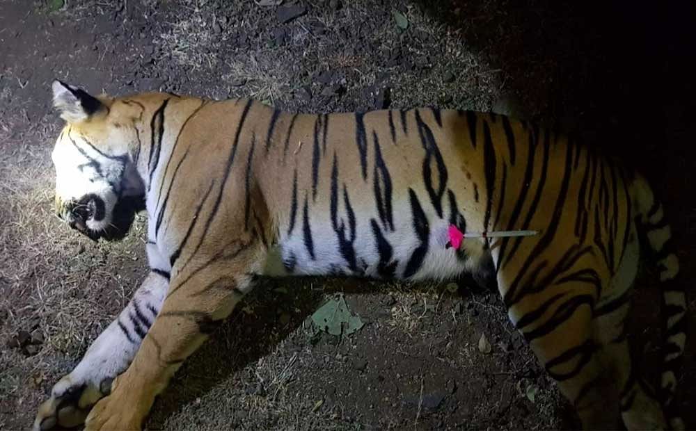 Animal lovers and wildlife experts were outraged by the killing of tigress T1, popularly known as Avni on Saturday. DH photo