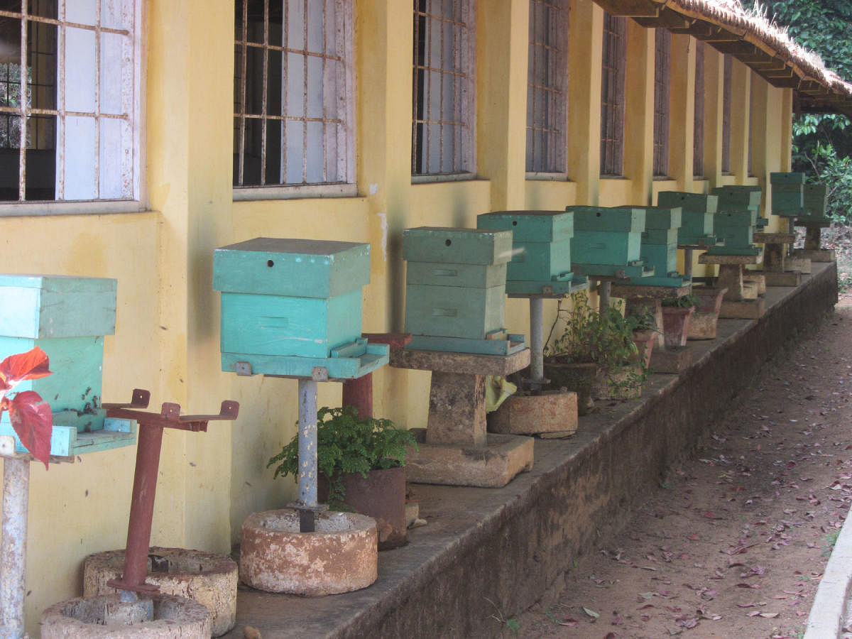 The beehives kept outside the Government Apiculture Training Centre at Bhagamandala.