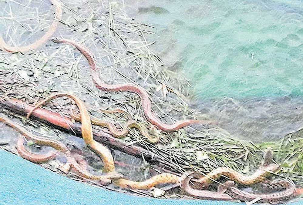 The government which has no clue why the snakes are coming out in large numbers in Diviseema has finally opted to take a spiritual route to solve the phenomenon. (Image for representation)