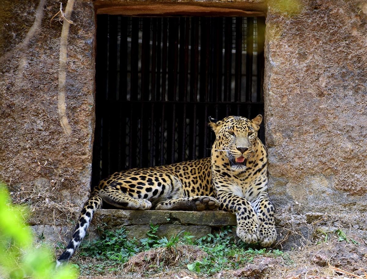 A Leopard resting near its cave. DH file photo
