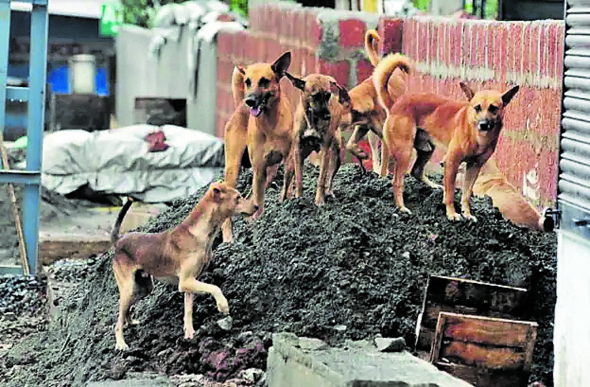 Dogs rule the streets of Aldur, Chikkamagaluru.