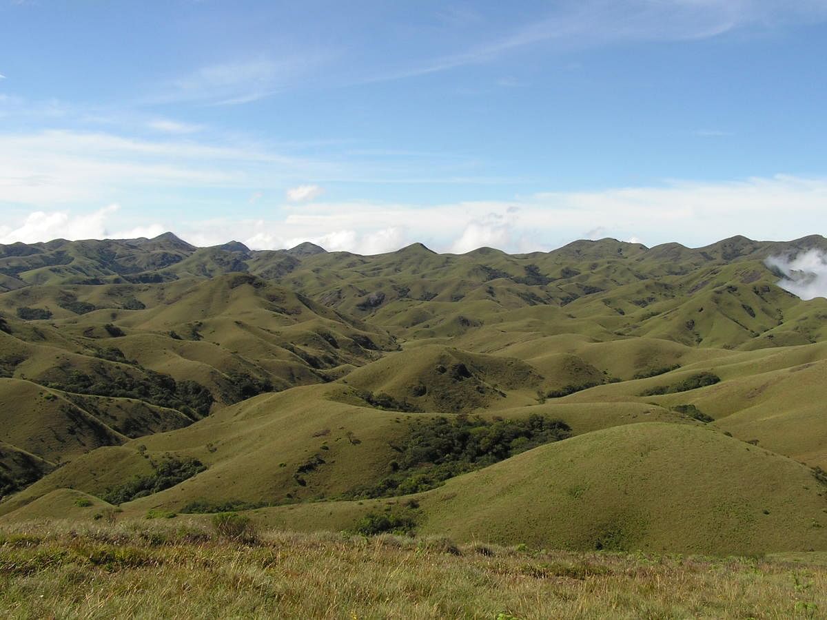 Unique ecosystems: Montane sholas and grasslands in the Nilgiris hill range. wikimedia commons