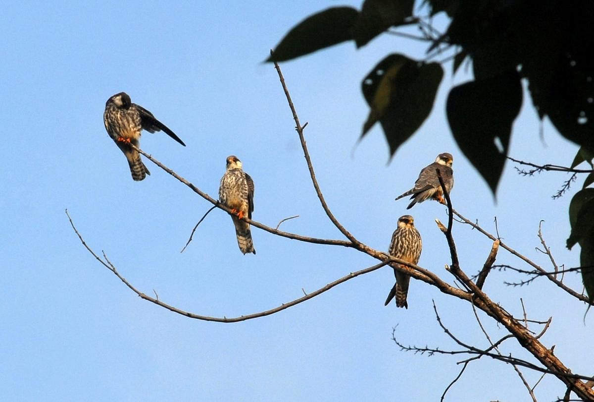 Amur falcons arrived in large numbers and roosting at pangti village in Wokha district of Nagaland on 17th October 2014. Photo by: Subhamoy Bhattacharjee/Willdlife Trust of India
