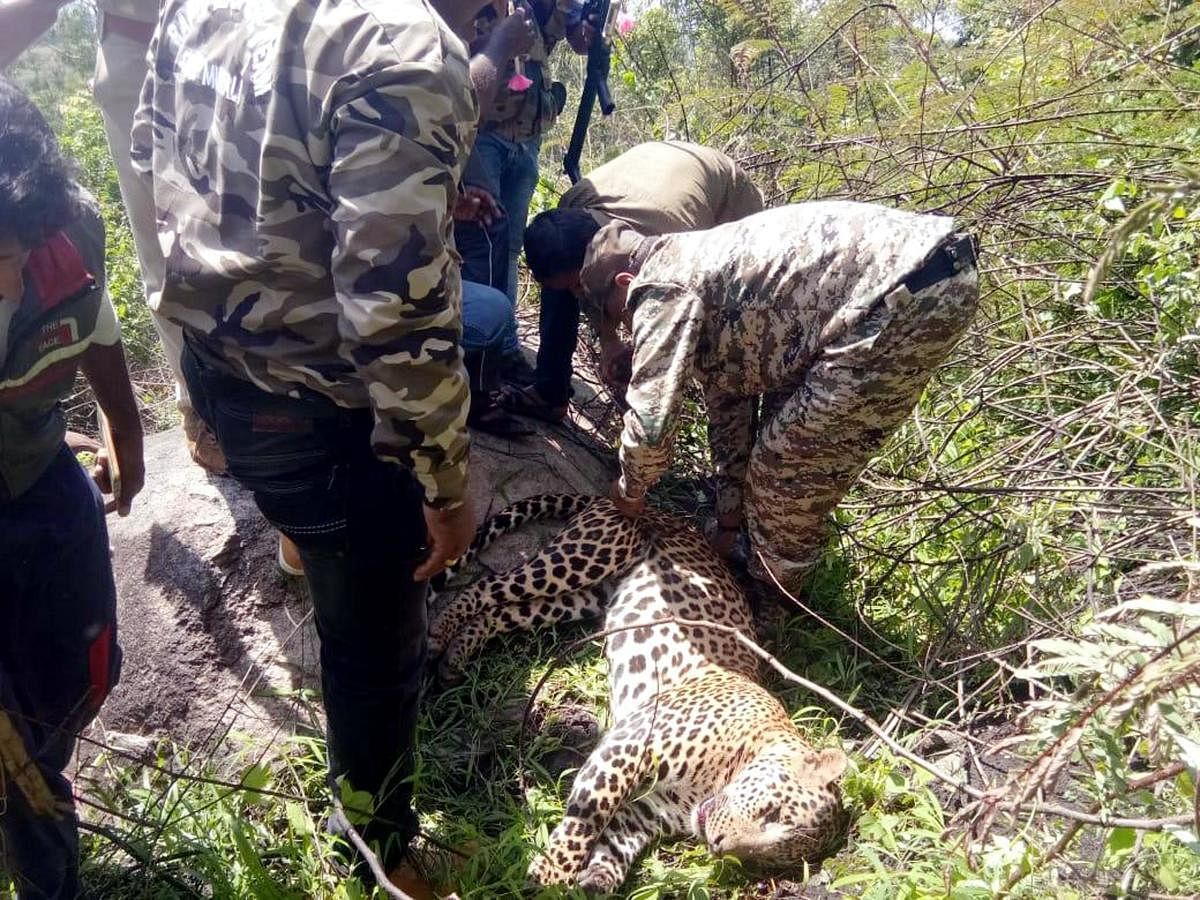 The Forest Department officials rescue a male leopard that caught in a snare trap, in Dasanapur village in Arkalgud, Hassan, on Tuesday.
