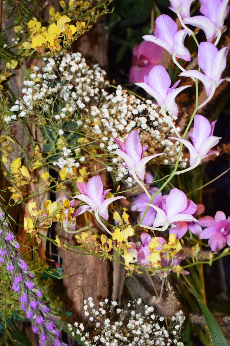 Orchids