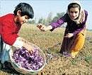 Girls picking saffron flowers at Pampore.