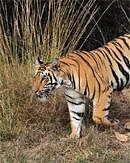 Tiger burning bright in Uttarakhand