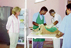 Veterinarians sterilising a dog in Bhubaneswar.