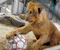 An Asiatic lion cub  dribbles with a football at the Sanjay Gandhi Biological Park in Patna. Mohan Prasad