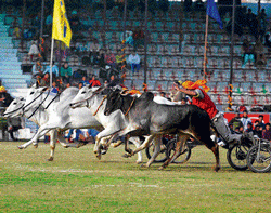 Men push their cattle for victory in the race. Rajesh Bhambi