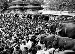 A file picture of elephants at a temple festival in Kerala.
