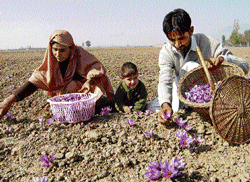 A file photo of farmers plucking saffron flowers in Kashmir.