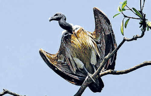 Striving to save vultures
