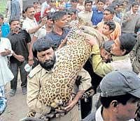 A case of a leopard which intruded into a human habitation and captured by forest officals. File photo