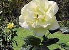 A couple of attractive roses in the Zakir Hussain Rose garden in Chandigarh