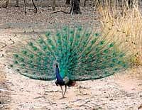 A preening peacock