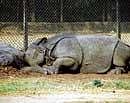 Rhinos in the Patna Zoo