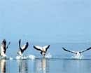 Birds at the Chilka Lake in Orissa