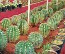 The cactus garden in Bhubaneswar.