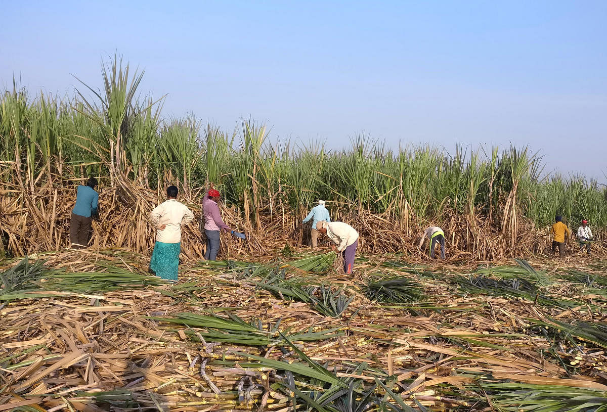 Sugarcane production has been good and the crop has hit the market on time for the first time in the last three years. Reuters file photo