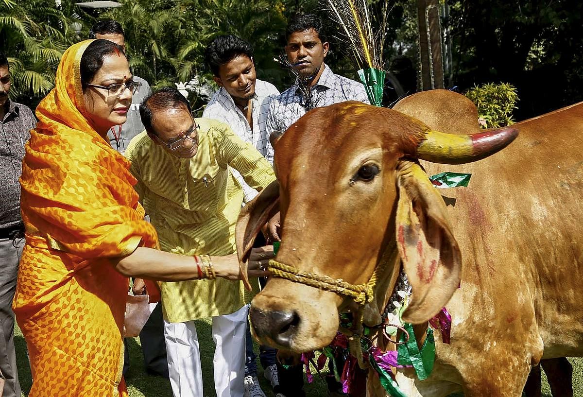 Madhya Pradesh Chief Minister Shivraj Singh Chouhan and his wife Sadhna Singh offer food to a cow during 'Govardhan Puja' at his residence in Bhopal on November 08, 2018. PTI