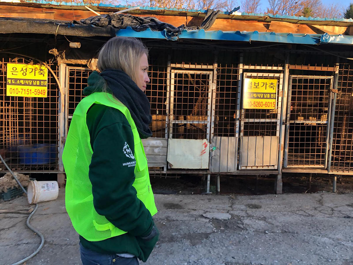 A handout photo taken and received on November 22, 2018 by US-based animal rights group the Humane Society shows cages at the Taepyeong-dong dog slaughterhouse complex in Seongnam city, south of Seoul. (AFP Photo/ Humane Society)