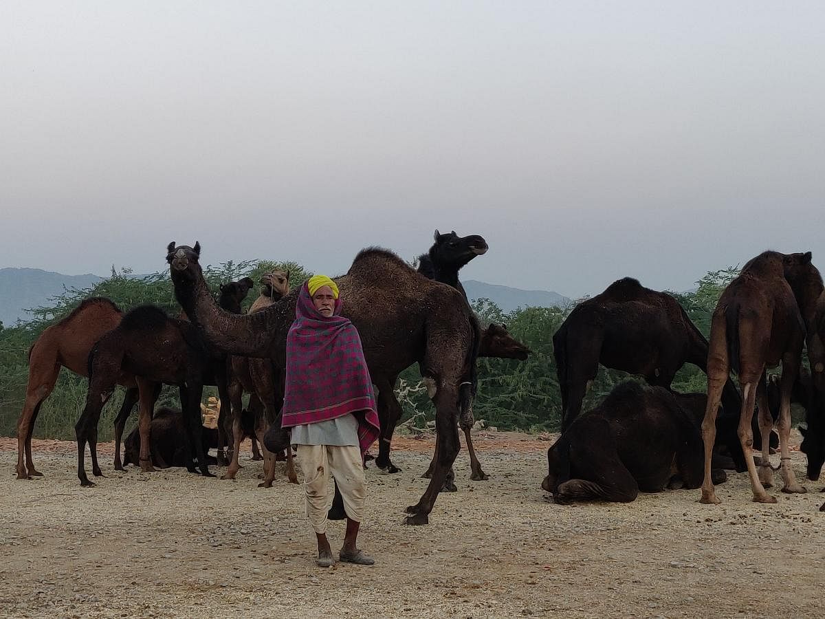 Pushkar camel mela. Photos/ Tabeenah Anjum.  