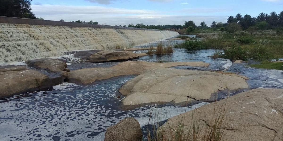 A view of polluted Shimsha river in Maddur taluk.