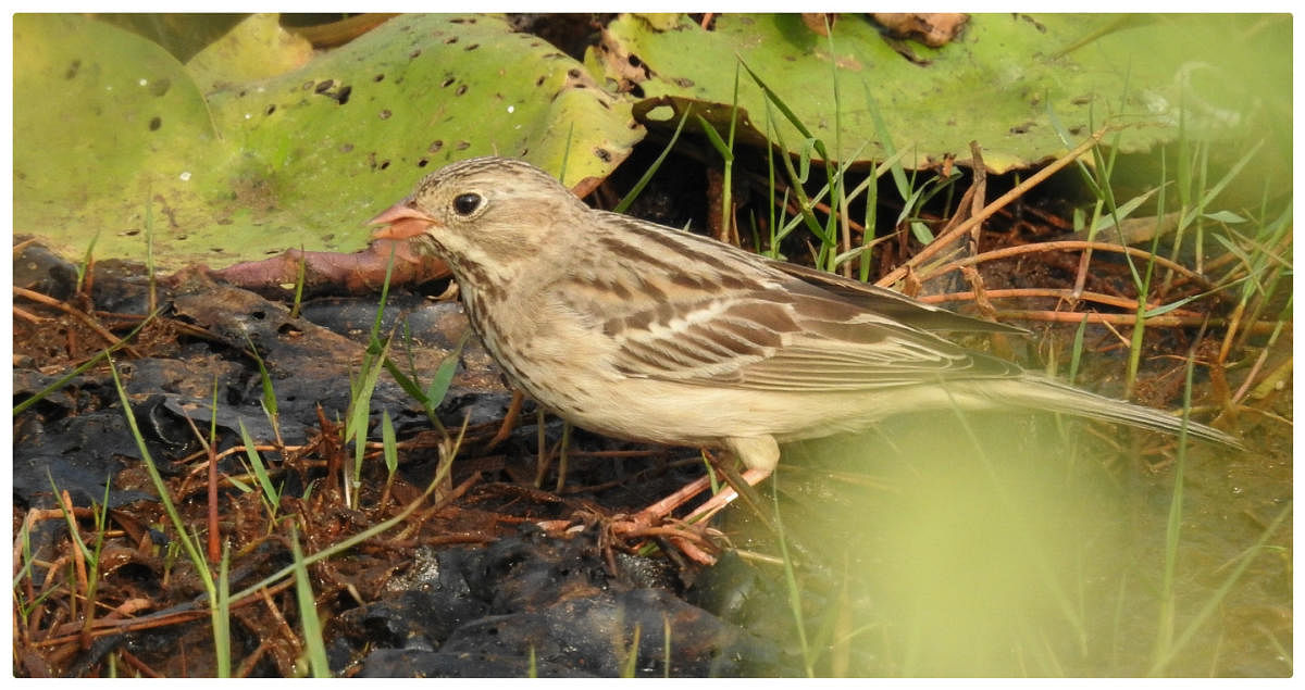 Ortolan Bunting.