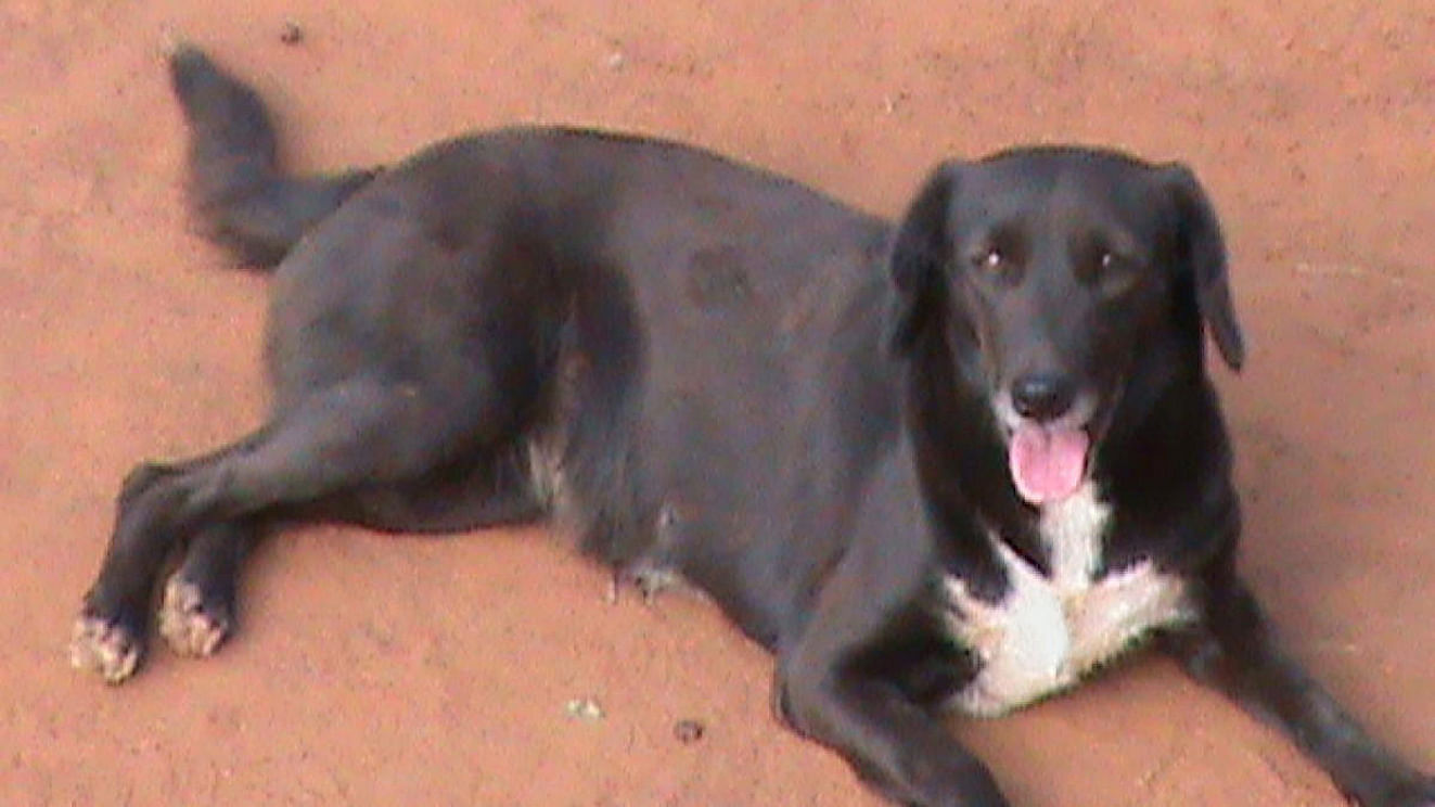 Coco was Shrividya's first pet. She was fierce and a great guard dog