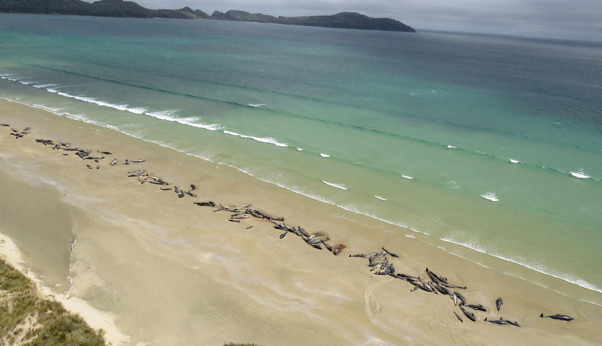 A supplied image shows around 145 pilot whales that died in a mass stranding on a beach on Stewart Island, located south of New Zealand's South Island, November 25, 2018. Picture taken November 25, 2018. (New Zealand Department of Conservation/Handout via
