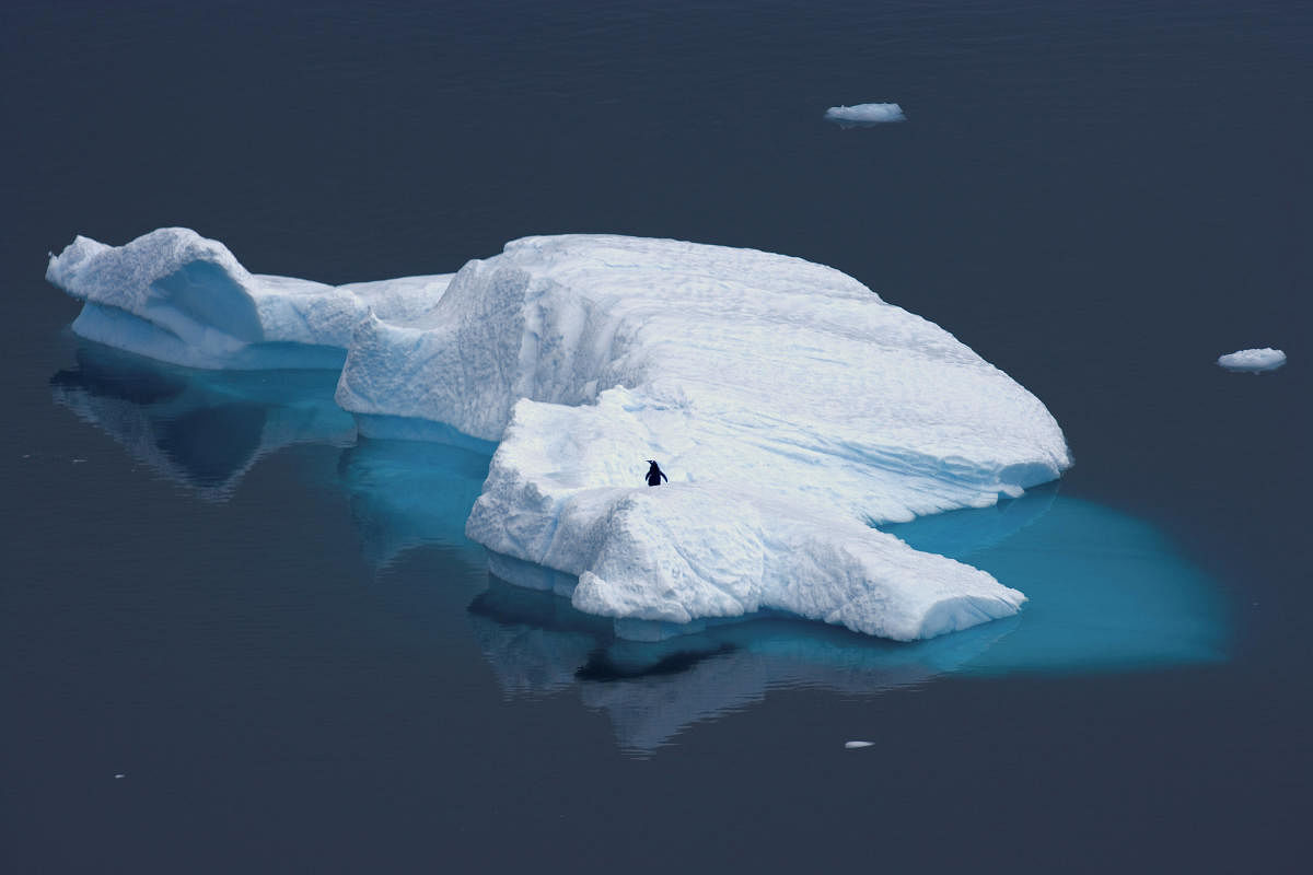 MAIN PIX: A penguin stands atop an iceberg in Antarctica. REUTERS