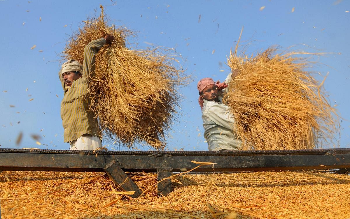 Farmers across the Gwalior-Chambal region are angry with both the Modi and Shivraj government for their failure to ensure right prices for their crops and appear to have made up their mind to usher in change. PTI file photo